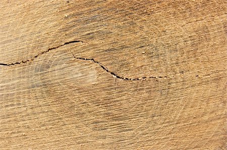 sawmill wood industry - Detailed texture of a cut treetrunk Photographie de stock - Aubaine LD & Abonnement, Code: 400-05114669