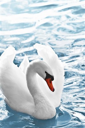 simsearch:400-04490293,k - Beautiful white swan with raised wings on blue water Stockbilder - Microstock & Abonnement, Bildnummer: 400-05114745