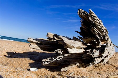 simsearch:400-08709392,k - A piece of driftwood on a beach Photographie de stock - Aubaine LD & Abonnement, Code: 400-05114817