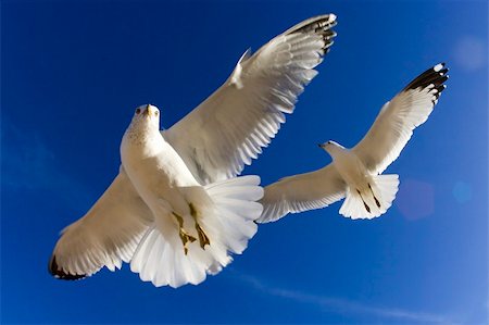 simsearch:400-05077872,k - A pair of seagulls in flight Foto de stock - Royalty-Free Super Valor e Assinatura, Número: 400-05114818