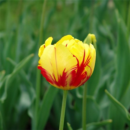 simsearch:400-07626311,k - Yellow and red tulip flower Stock Photo - Budget Royalty-Free & Subscription, Code: 400-05114903