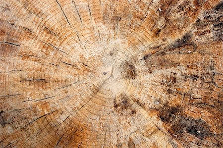 sawmill wood industry - Closeup of a cut tree trunk Photographie de stock - Aubaine LD & Abonnement, Code: 400-05115036