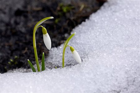 beautiful white spring flowers from the forest Photographie de stock - Aubaine LD & Abonnement, Code: 400-05115205