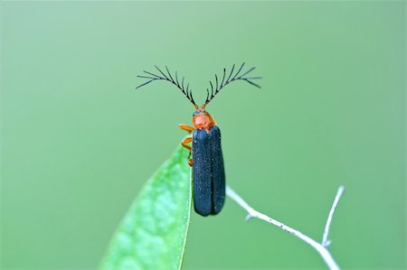 south12th (artist) - Usual Firefly, Pterotus obscuripennis, with large antennae Photographie de stock - Aubaine LD & Abonnement, Code: 400-05115206