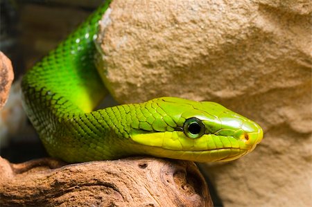 young Red Tailed Racer (Gonyosoma oxycephala) - detail of head Foto de stock - Royalty-Free Super Valor e Assinatura, Número: 400-05115239