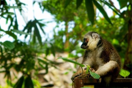 simsearch:400-06759758,k - monkey in zoo Stockbilder - Microstock & Abonnement, Bildnummer: 400-05115504