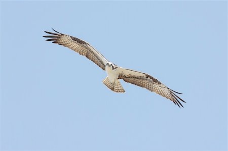 fischadler - Osprey (pandion haliaetus) in flight Stockbilder - Microstock & Abonnement, Bildnummer: 400-05115557