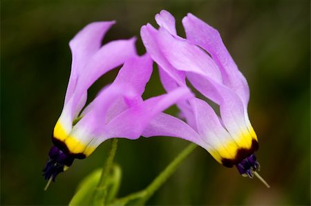 simsearch:400-04603054,k - Closeup of Wildflower, Shooting Star, Dodecatheon clevelandii Photographie de stock - Aubaine LD & Abonnement, Code: 400-05115641