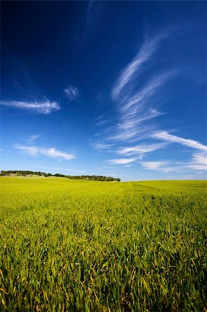 beatiful spring landscape with grass and sky - portrait orientation Photographie de stock - Aubaine LD & Abonnement, Code: 400-05116012