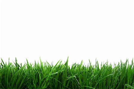 frame background with green grass isolated on white background Stockbilder - Microstock & Abonnement, Bildnummer: 400-05116063