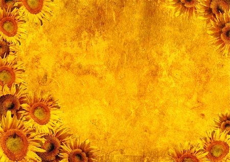 simsearch:400-07513116,k - Grunge background - decorative collage from beautiful sunflowers Stock Photo - Budget Royalty-Free & Subscription, Code: 400-05116188