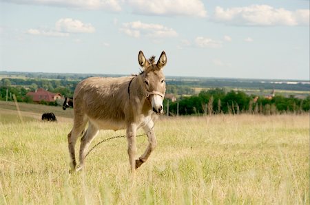 simsearch:400-07299198,k - Gray donkey walking on a bright field Foto de stock - Super Valor sin royalties y Suscripción, Código: 400-05116195