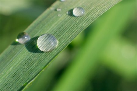simsearch:400-09223422,k - Closeup of a blade of grass with water droplets Foto de stock - Royalty-Free Super Valor e Assinatura, Número: 400-05116315