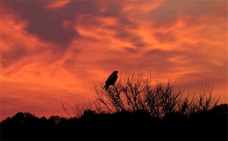 silhouettes of eagle in tree - lone buzzard on a tree against a background of red sunset Stock Photo - Budget Royalty-Free & Subscription, Code: 400-05116329
