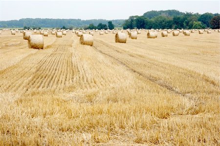 simsearch:400-07717781,k - Agricultural field with haybails Fotografie stock - Microstock e Abbonamento, Codice: 400-05116388