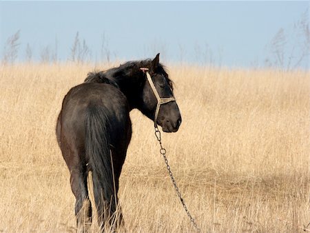 simsearch:400-04567010,k - Black horse grazing on a dry field Stock Photo - Budget Royalty-Free & Subscription, Code: 400-05116395