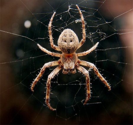 simsearch:400-04645267,k - Closeup of a cross spider in its web Stock Photo - Budget Royalty-Free & Subscription, Code: 400-05116402