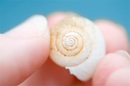 south12th (artist) - A white seashell in fingers with blue background Photographie de stock - Aubaine LD & Abonnement, Code: 400-05116417