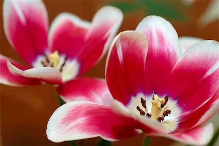 simsearch:400-04475956,k - Tulip with open petal Photographie de stock - Aubaine LD & Abonnement, Code: 400-05116442