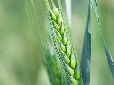 simsearch:400-04698173,k - Closeup of a fresh green wheat plant Photographie de stock - Aubaine LD & Abonnement, Code: 400-05116518