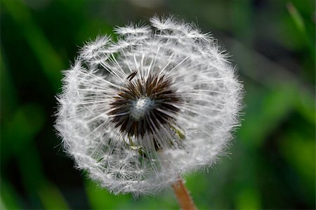 Dandelion on a field Stock Photo - Budget Royalty-Free & Subscription, Code: 400-05116615