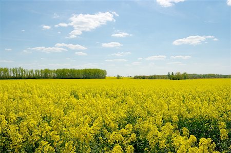 simsearch:400-04983141,k - Blooming yellow rape field with cloudy blue sky Stock Photo - Budget Royalty-Free & Subscription, Code: 400-05116811