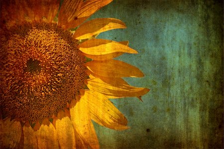 Sunflower with grunge texture Stockbilder - Microstock & Abonnement, Bildnummer: 400-05117044