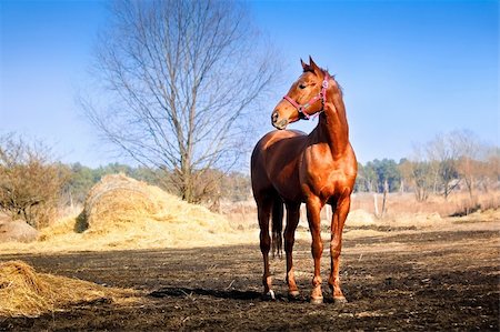 simsearch:400-04938094,k - Strong and beautiful horse in the pasture, bright sunny spring day and the blue sky Stockbilder - Microstock & Abonnement, Bildnummer: 400-05117091