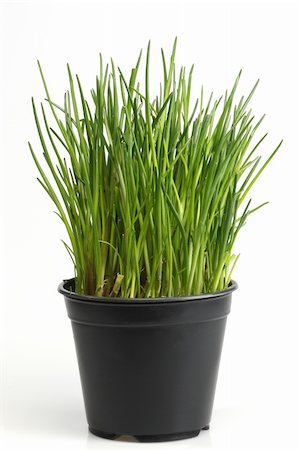 potted herbs - Fresh chive on bright background Stock Photo - Budget Royalty-Free & Subscription, Code: 400-05117183