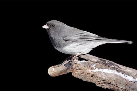 simsearch:400-04115071,k - Dark-eyed Junco (junco hyemalis) on a stump with a black background Photographie de stock - Aubaine LD & Abonnement, Code: 400-05117318