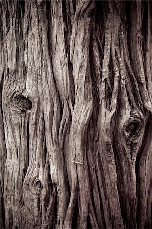 Detail of a tree trung in sepia color Photographie de stock - Aubaine LD & Abonnement, Code: 400-05117360