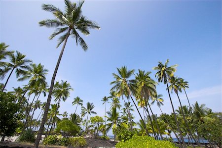 Grove of palm trees with blue sky background in Hawaii Fotografie stock - Microstock e Abbonamento, Codice: 400-05117392