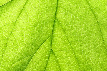 simsearch:400-06409108,k - green leaf close up nature background Foto de stock - Royalty-Free Super Valor e Assinatura, Número: 400-05117591