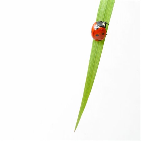 red ladybug on green grass isolated Stock Photo - Budget Royalty-Free & Subscription, Code: 400-05117592
