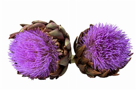 simsearch:632-03754672,k - artichoke in bloom on white background Stock Photo - Budget Royalty-Free & Subscription, Code: 400-05117626