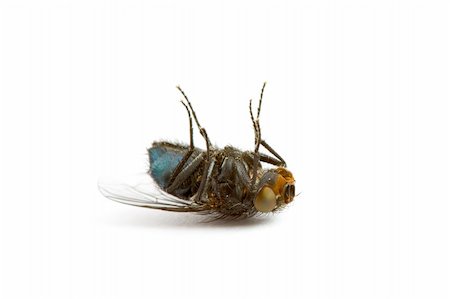 south12th (artist) - Closeup of a Dead Fly isolated on White Photographie de stock - Aubaine LD & Abonnement, Code: 400-05117978