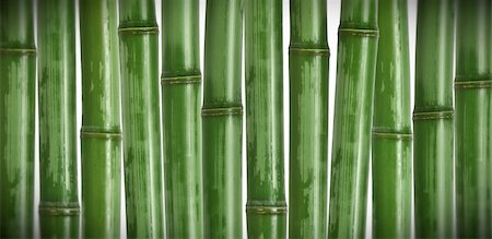 simsearch:400-05175967,k - fine image of different bamboo, nature background Stock Photo - Budget Royalty-Free & Subscription, Code: 400-05118179