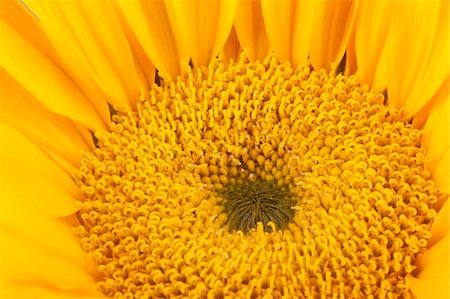 photosurfer (artist) - Brilliant yellow sunflower. Full frame. Stock Photo - Budget Royalty-Free & Subscription, Code: 400-05118556
