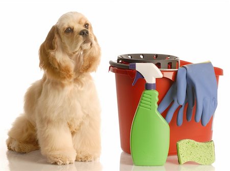 house training a puppy - cocker spaniel sitting beside bucket with cleaning products Stock Photo - Budget Royalty-Free & Subscription, Code: 400-05118686