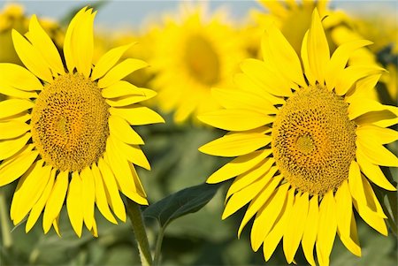 simsearch:400-05682398,k - yellow sunflowers Stock Photo - Budget Royalty-Free & Subscription, Code: 400-05118828