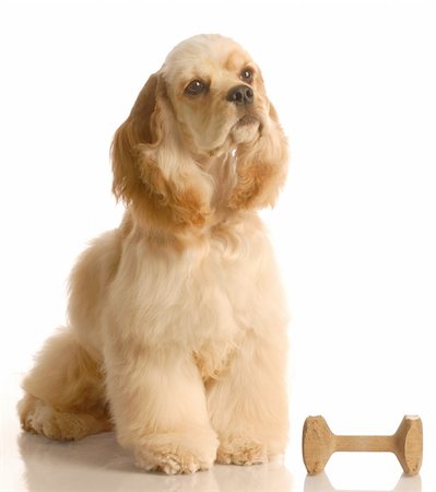 simsearch:400-06461634,k - obedience training - american cocker spaniel sitting beside obedience dumbbell Stock Photo - Budget Royalty-Free & Subscription, Code: 400-05119069
