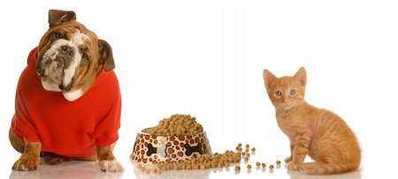 dog cat eat - english bulldog and kitten sharing food dish Stock Photo - Budget Royalty-Free & Subscription, Code: 400-05119074