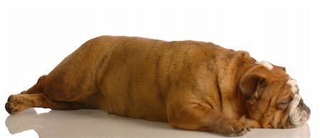 simsearch:400-04576043,k - english bulldog stretched out sleeping isolated on white background Stock Photo - Budget Royalty-Free & Subscription, Code: 400-05119076