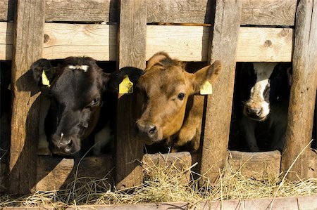 simsearch:6109-08701476,k - Cows feeding hay in a farm Stockbilder - Microstock & Abonnement, Bildnummer: 400-05119153