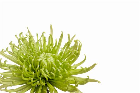 spider mum - Bright green spider chrysanthemum. Isolated on white. Stock Photo - Budget Royalty-Free & Subscription, Code: 400-05119351