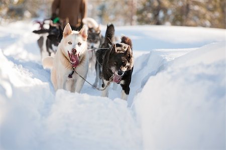 simsearch:854-03537960,k - A group of sled dogs running fast Stock Photo - Budget Royalty-Free & Subscription, Code: 400-05119752