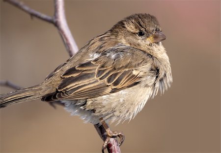 sparrow warms in the sun in early spring Foto de stock - Super Valor sin royalties y Suscripción, Código: 400-05119787