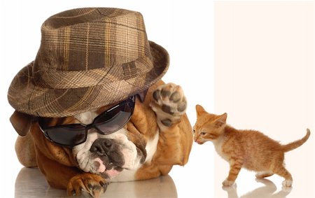 simsearch:400-04575931,k - english bulldog dressed up in glasses and fedora  ready to  hit down cute kitten Photographie de stock - Aubaine LD & Abonnement, Code: 400-05110037