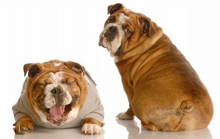 fat dog - does this tail make my butt look fat - two english bulldog with funny looking expressions isolated on white background Stock Photo - Budget Royalty-Free & Subscription, Code: 400-05110038