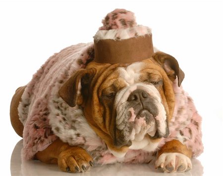 fat dog - english bulldog wearing pink fur coat and pill box hat Stock Photo - Budget Royalty-Free & Subscription, Code: 400-05110039